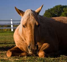 Image.palomino-horse cropped.web
