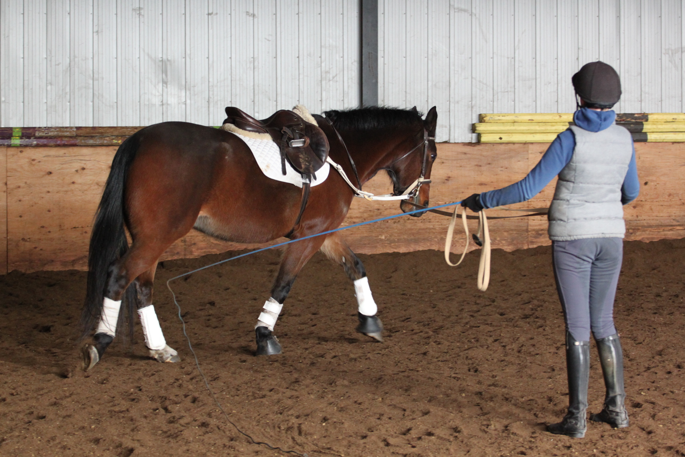 horse lunge exercise pro tips provide needs equestrian ontario richardson