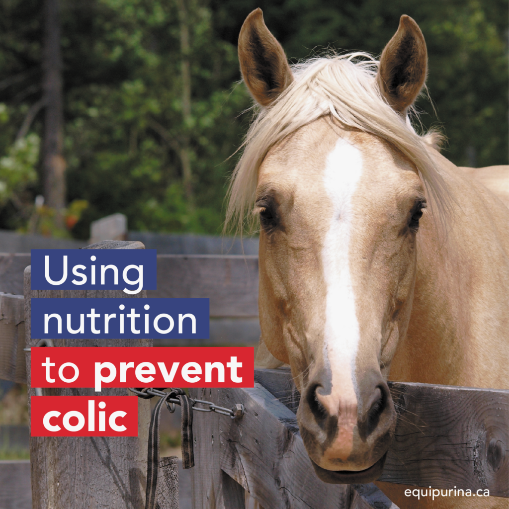 Purina - Using Nutrition to Prevent Colic